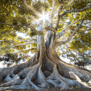 Erdung Meditation & Videoinput